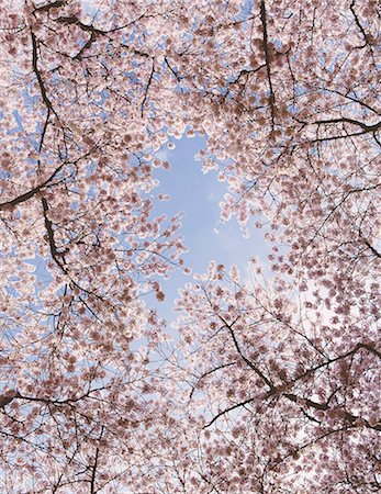 simsearch:6118-07203182,k - Frothy pink cherry blossom on cherry trees in spring in Washington state viewed from the ground against a blue sky. Stock Photo - Premium Royalty-Free, Code: 6118-07354216