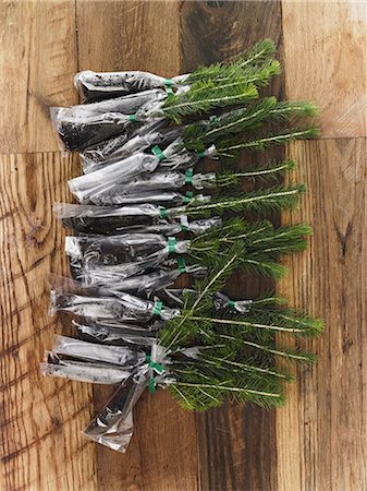 Overhead view of a bunch of evergreen fir tree saplings with roots protected and covered, ready for planting. Photographie de stock - Premium Libres de Droits, Code: 6118-07354236