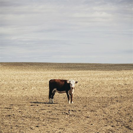 A cow standing in an open field in Palouse, in Whitman County, Washington, in the USA. Photographie de stock - Premium Libres de Droits, Code: 6118-07354360