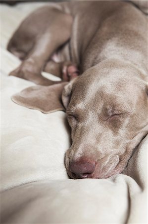 simsearch:6118-07731935,k - A Weimaraner pedigree puppy sleeping on a bed. Stock Photo - Premium Royalty-Free, Code: 6118-07354371