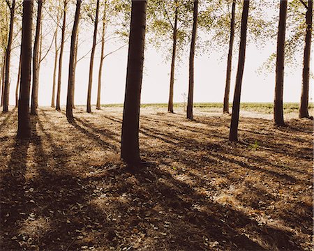 Cottonwood trees planted in ordered rows, casting long shadows on the ground. Commercial arboriculture, a tree nursery or farm. Stock Photo - Premium Royalty-Free, Code: 6118-07354302
