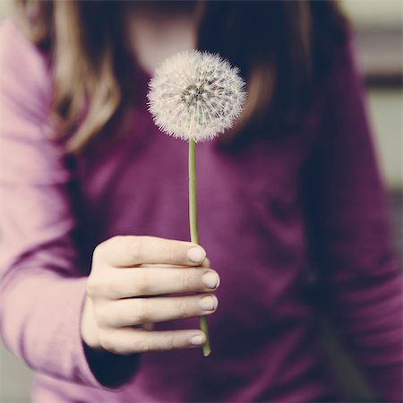 point of view - A ten year old girl holding a dandelion clock seedhead on a long stem. Stock Photo - Premium Royalty-Free, Code: 6118-07354307