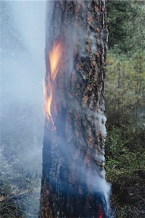 A controlled forest burn, a deliberate fire set to create a healthier and more sustainable forest ecosystem. The prescribed burn of forest creates the right condition for regrowth. Photographie de stock - Premium Libres de Droits, Code: 6118-07354598