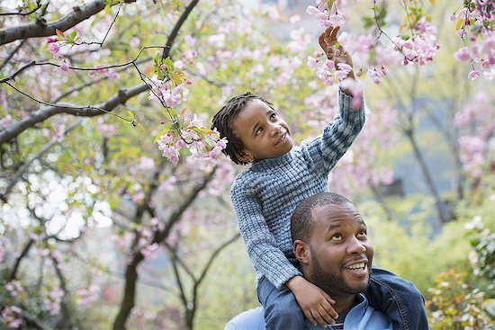 A New York city park in the spring. Sunshine and cherry blossom. A father giving his son a ride on his shoulders. Stock Photo - Premium Royalty-Free, Image code: 6118-07354686