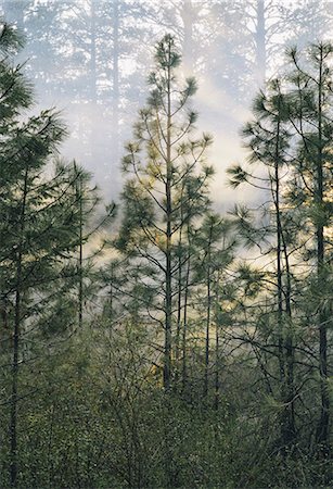 A controlled forest burn, a deliberate fire set to create a healthier and more sustainable forest ecosystem. The prescribed burn of forest creates the right condition for regrowth. Stock Photo - Premium Royalty-Free, Code: 6118-07354600