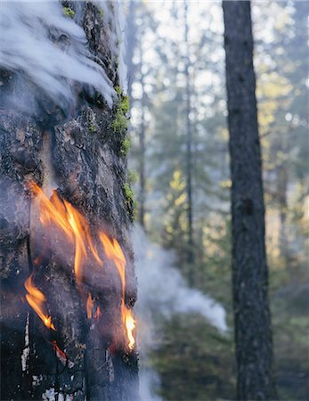 simsearch:6113-06720694,k - A controlled forest burn, a deliberate fire set to create a healthier and more sustainable forest ecosystem. The prescribed burn of forest creates the right condition for regrowth. Stock Photo - Premium Royalty-Free, Code: 6118-07354602