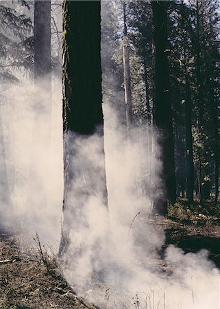 smoke (vapour) - A controlled forest burn, a deliberate fire set to create a healthier and more sustainable forest ecosystem. The prescribed burn of forest creates the right condition for regrowth. Stock Photo - Premium Royalty-Free, Code: 6118-07354613
