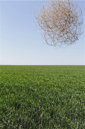 Sagebrush, tumbleweed blowing across a field of growing wheat crop in the farmland around Pullman, Washington, USA Photographie de stock - Premium Libres de Droits, Code: 6118-07354623