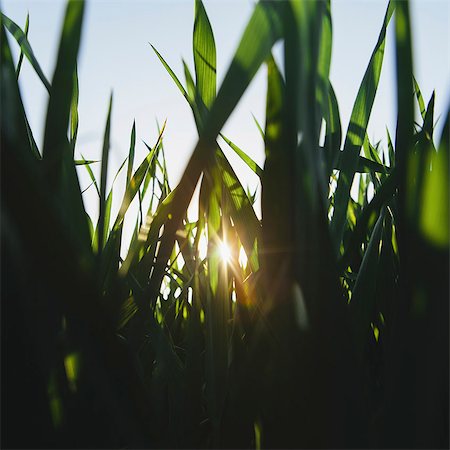 simsearch:6118-07351303,k - Low angle view of green, lush field of wheat, and the setting sun behind the stalks and stems, at dusk, near Pullman in Washington state, USA Photographie de stock - Premium Libres de Droits, Code: 6118-07354620