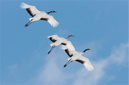 Japanese cranes, Hokkaido, Japan Photographie de stock - Premium Libres de Droits, Code: 6118-07440044