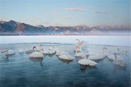 Cygnus cygnus, Whooper swans, on a frozen lake in Hokkaido. Stock Photo - Premium Royalty-Free, Code: 6118-07440051