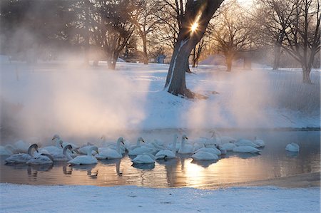 Whooper swans, Hokkaido, Japan Photographie de stock - Premium Libres de Droits, Code: 6118-07440052