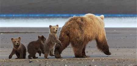 four animals - Brown bear sow and cubs, Lake Clark National Park, Alaska, USA Foto de stock - Sin royalties Premium, Código: 6118-07440058