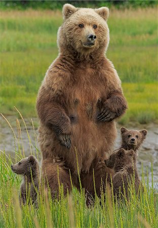 Brown bear sow and cubs, Lake Clark National Park, Alaska, USA Photographie de stock - Premium Libres de Droits, Code: 6118-07440065