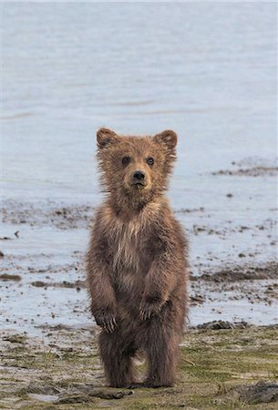 simsearch:6118-07440318,k - Brown bear cub, Lake Clark National Park, Alaska, USA Foto de stock - Royalty Free Premium, Número: 6118-07440069