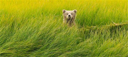 Brown bear cub, Lake Clark National Park, Alaska, USA Foto de stock - Sin royalties Premium, Código: 6118-07440071