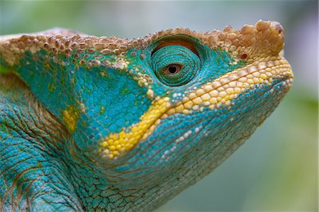 Parson's Chameleon, Calumma parsonii, Madagascar Photographie de stock - Premium Libres de Droits, Code: 6118-07440079