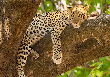 spotted (animal) - Leopard, Panthera pardus, Okavango Delta, Botswana. Stock Photo - Premium Royalty-Free, Code: 6118-07440097