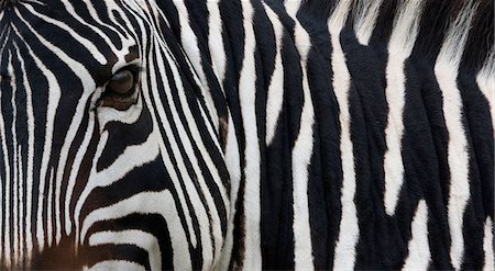 Zebra, Equus quagga burchellii, Ngorongoro Conservation Area, Tanzania, Africa Photographie de stock - Premium Libres de Droits, Code: 6118-07440094