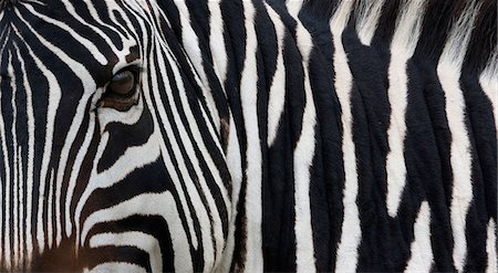 pattern africa - Zebra, Equus quagga burchellii, Ngorongoro Conservation Area, Tanzania, Africa Stock Photo - Premium Royalty-Free, Code: 6118-07440094