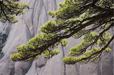 simsearch:6118-07440166,k - Huang Shan landscape, China Foto de stock - Sin royalties Premium, Código: 6118-07440000