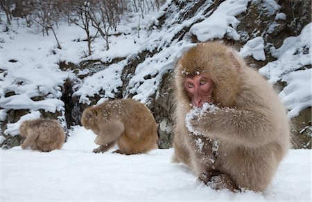 simsearch:6118-07440075,k - Japanese Macaques, Japanese Alps, Honshu Island, Japan Stock Photo - Premium Royalty-Free, Code: 6118-07440016