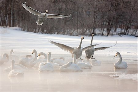 simsearch:6118-07440429,k - Cygnus cygnus, Whooper swans, on a frozen lake in Hokkaido. Stock Photo - Premium Royalty-Free, Code: 6118-07440033