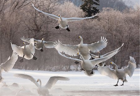 Whooper swans, Hokkaido, Japan Foto de stock - Sin royalties Premium, Código: 6118-07440037