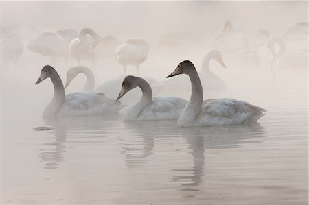 simsearch:6118-09076579,k - Cygnus cygnus, Whooper swans, on a frozen lake in Hokkaido. Foto de stock - Sin royalties Premium, Código: 6118-07440035