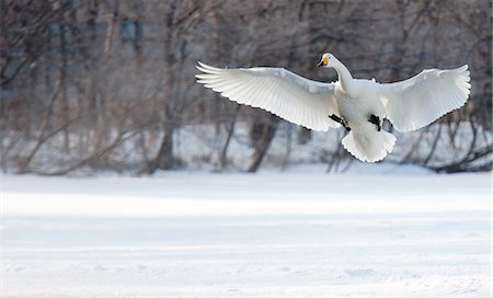simsearch:400-07309672,k - Cygnus cygnus, Whooper swans, on a frozen lake in Hokkaido. Photographie de stock - Premium Libres de Droits, Code: 6118-07440038