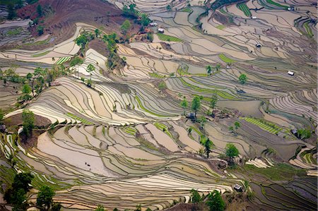 Terraced rice fields, Yuanyang, China Photographie de stock - Premium Libres de Droits, Code: 6118-07440140
