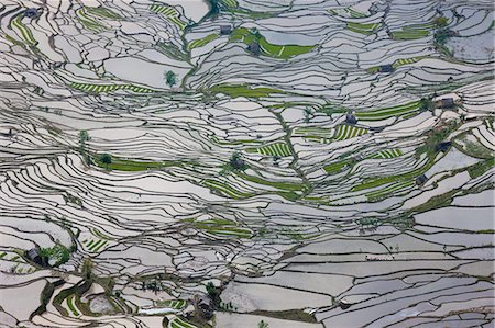 farm fields from above - Terraced rice fields, Yuanyang, China Stock Photo - Premium Royalty-Free, Code: 6118-07440141