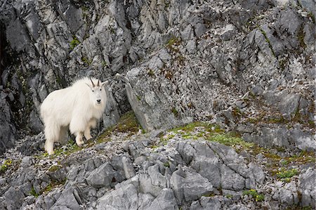 parco nazionale della baia del ghiacciaio - Mountain Goat, Glacier Bay National Park and Preserve, Alaska, USA Fotografie stock - Premium Royalty-Free, Codice: 6118-07440153