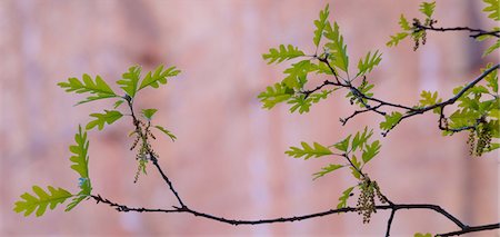 Young leaves of an oak tree, Zion National Park, Utah, Quercus Photographie de stock - Premium Libres de Droits, Code: 6118-07440150