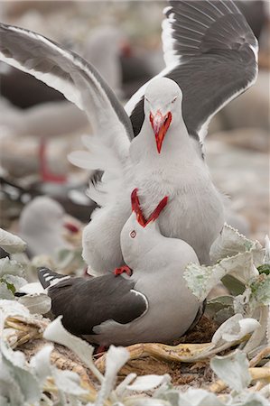 simsearch:6118-07440429,k - Dolphin gulls, Falkland Islands Stock Photo - Premium Royalty-Free, Code: 6118-07440151