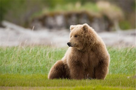 Brown bear, Katmai National Park, Alaska, USA Stock Photo - Premium Royalty-Free, Code: 6118-07440176