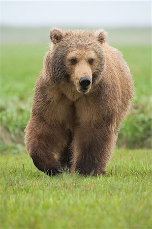 simsearch:841-07590396,k - Brown bear, Katmai National Park, Alaska, USA Photographie de stock - Premium Libres de Droits, Code: 6118-07440178