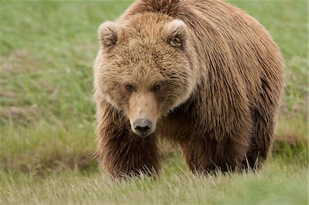 simsearch:841-03061576,k - Brown bear, Katmai National Park, Alaska, USA Photographie de stock - Premium Libres de Droits, Code: 6118-07440182