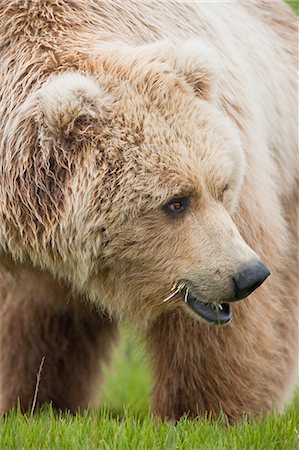 simsearch:6118-07440198,k - Brown bears, Katmai National Park, Alaska, USA Photographie de stock - Premium Libres de Droits, Code: 6118-07440188