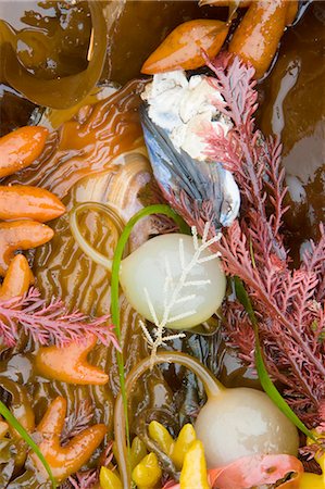 simsearch:6118-07440542,k - Seaweed, kelp, and sea shells on the coast of Alaska. Stock Photo - Premium Royalty-Free, Code: 6118-07440189