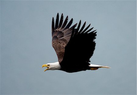 Bald eagle flying in the air, Katmai National Park, Alaska, USA. Foto de stock - Sin royalties Premium, Código: 6118-07440197