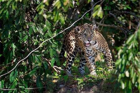panthère - Jaguar, Panthera onca, Brazil Photographie de stock - Premium Libres de Droits, Code: 6118-07440113