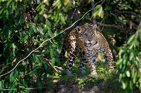 snarling - Jaguar, Panthera onca, Brazil Photographie de stock - Premium Libres de Droits, Code: 6118-07440113