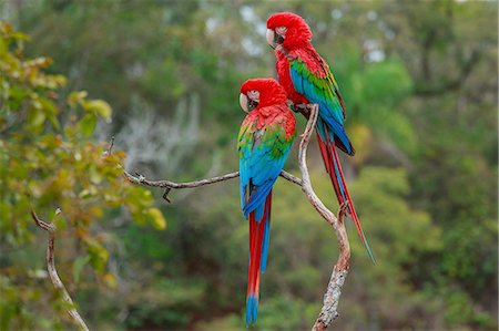 papagayo rojo - Red-and-green macaws, Ara chloroptera, Buraco das Araras, Brazil Foto de stock - Sin royalties Premium, Código: 6118-07440114