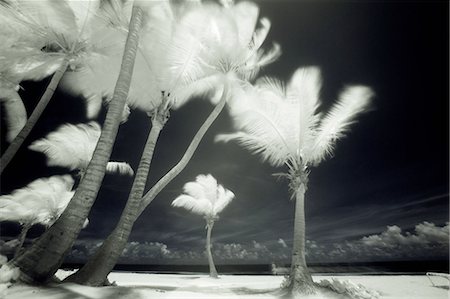 puerto rico beach - An infrared image of tall Palm trees, Puerto Rico, Stock Photo - Premium Royalty-Free, Code: 6118-07440120