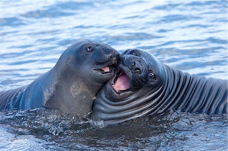 robbe - Southern Elephant Seal Pups, Mirounga leonina, South Georgia Island, Falkland islands Stockbilder - Premium RF Lizenzfrei, Bildnummer: 6118-07440125