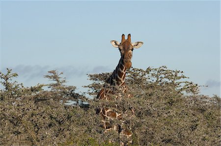 simsearch:6118-07440425,k - Reticulated giraffe, Kenya Photographie de stock - Premium Libres de Droits, Code: 6118-07440289