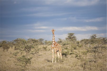 simsearch:6118-07440298,k - Reticulated giraffe, Kenya Photographie de stock - Premium Libres de Droits, Code: 6118-07440290