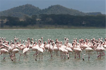 flamenco (ave) - Lesser flamingos, Lake Narasha, Kenya Foto de stock - Sin royalties Premium, Código: 6118-07440294