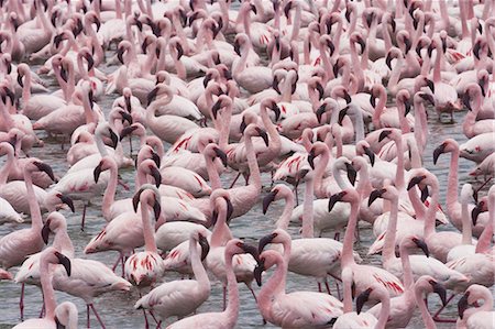 flamingos - Lesser flamingos, Lake Narasha, Kenya Foto de stock - Sin royalties Premium, Código: 6118-07440295